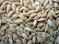 Новый рисовый завод на Кубани начнет работать уже в этом году