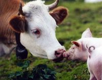 Проблемы животноводства на Кубани и их разрешение